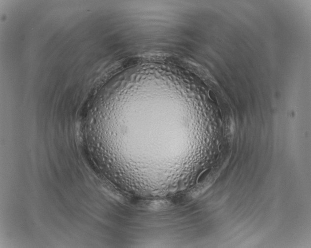 X0000073930663200609011836