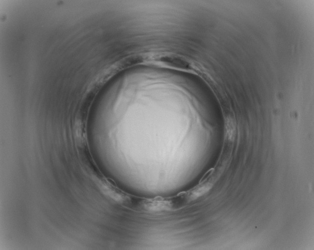 X0000073930670200609011836