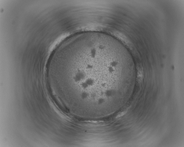 X0000073930678200609011835