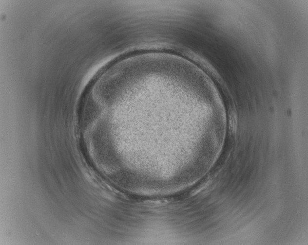 X0000073930724200609011833