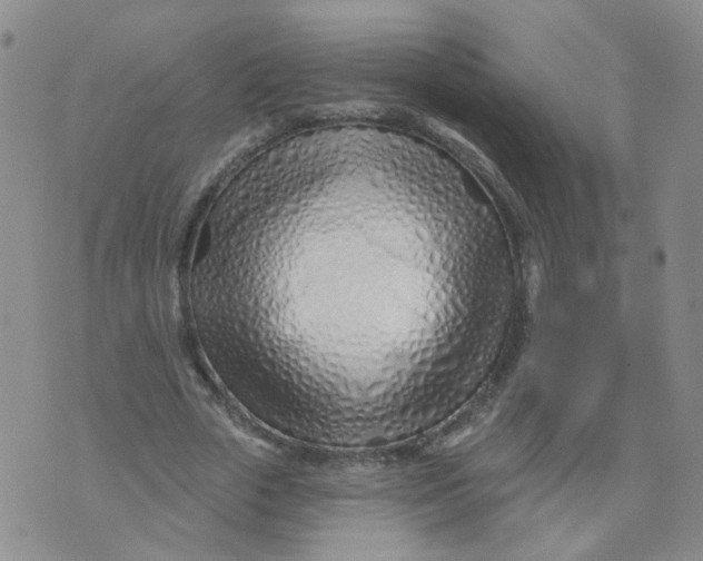 X0000073930729200609011833