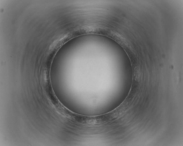 X0000073930740200609011834