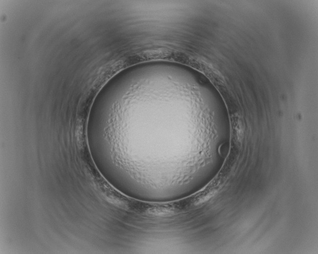 X0000073930745200609011834