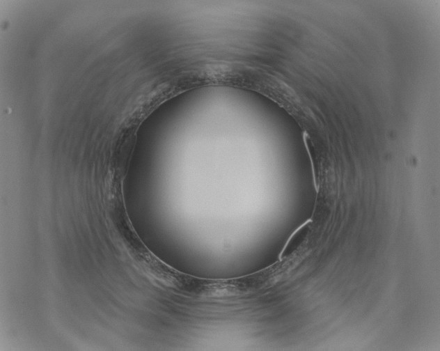 X0000073930750200609011834