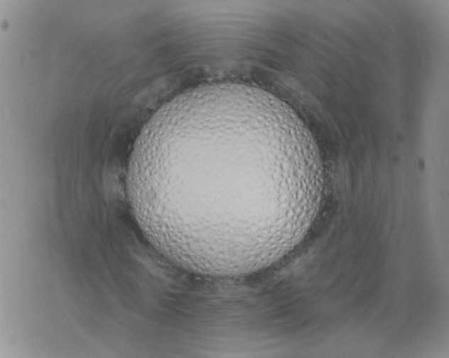 X0000073930770200609011833