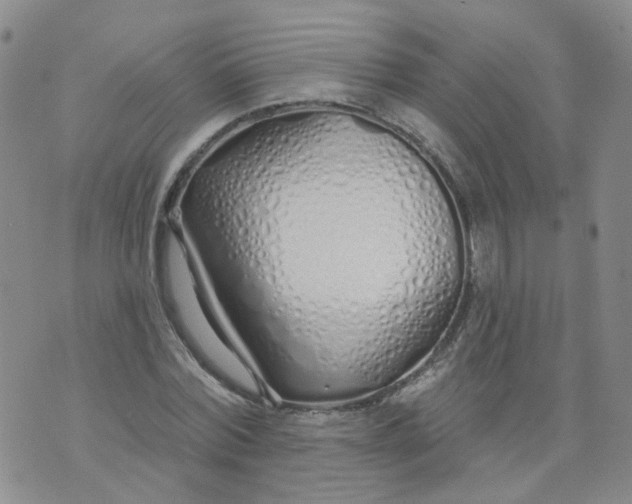 X0000073930780200609011833