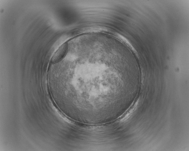 X0000073930802200609011833