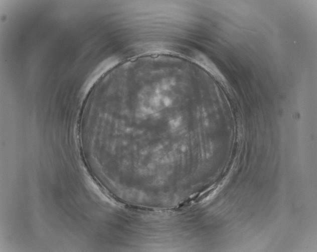 X0000073930806200609011833