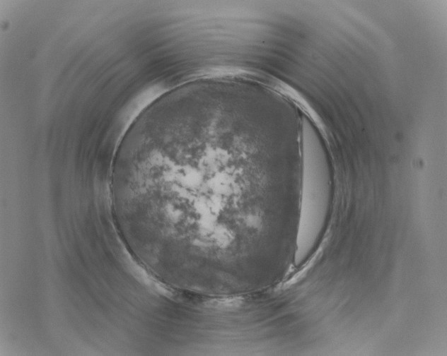 X0000073930810200609011833