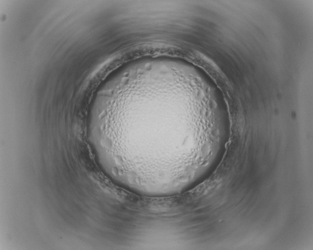 X0000073930823200609011832