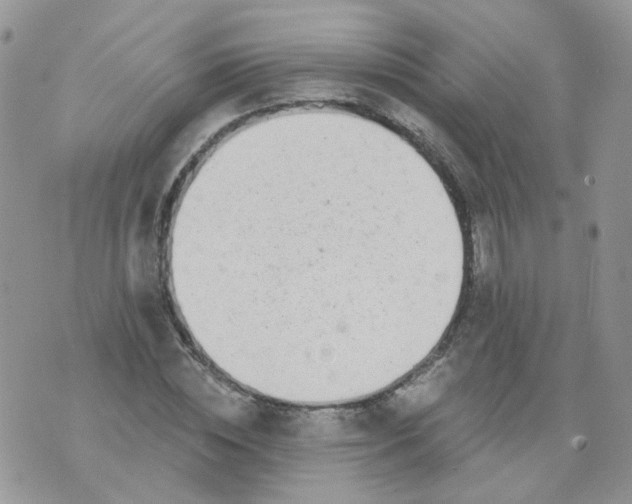 X0000073930828200609011832