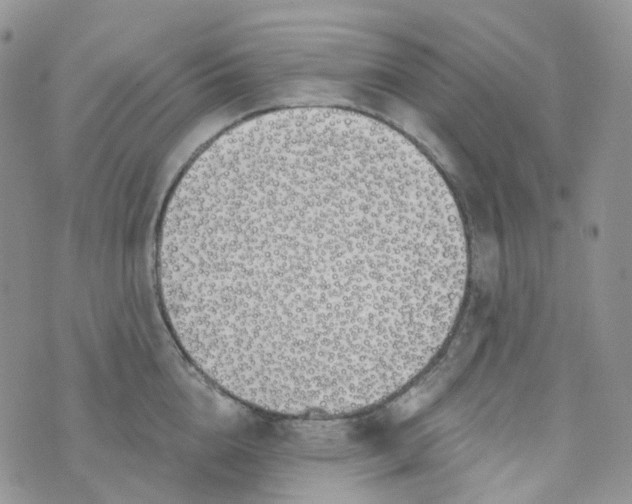 X0000073930856200609011832