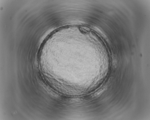 X0000073930883200609011831