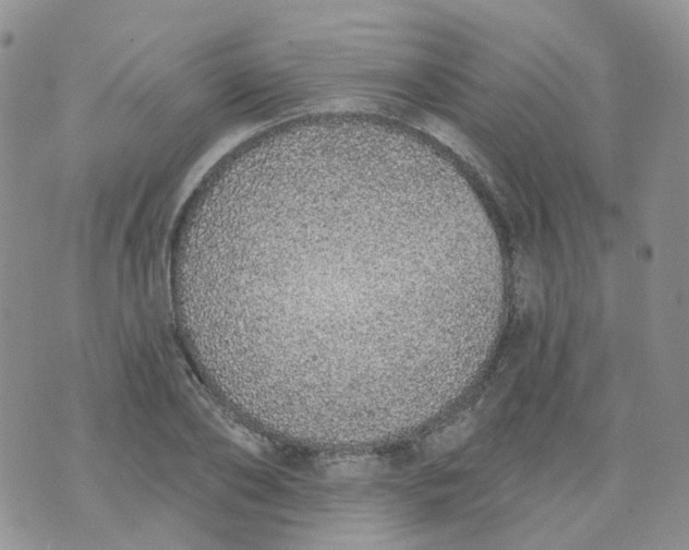 X0000073930886200609011831