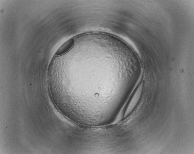 X0000073930903200609011831