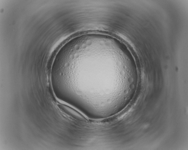 X0000073930925200609011830