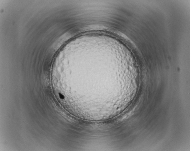 X0000073930929200609011830