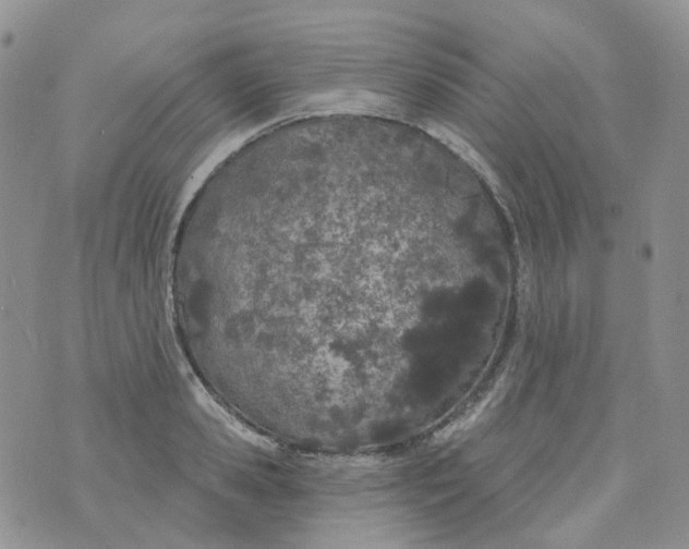 X0000073930941200609011831