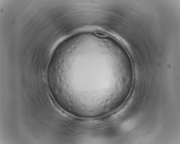 X0000073930953200609011831