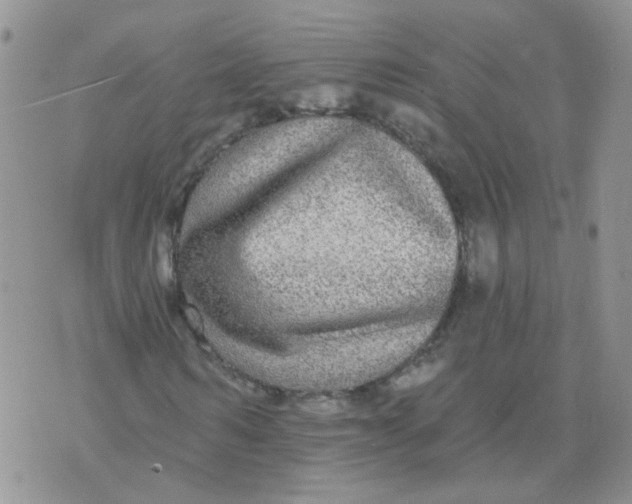 X0000073930962200609011830