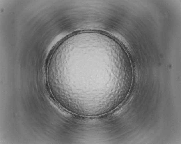 X0000073930982200609011830