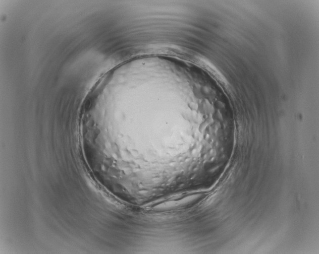 X0000073930994200609011830