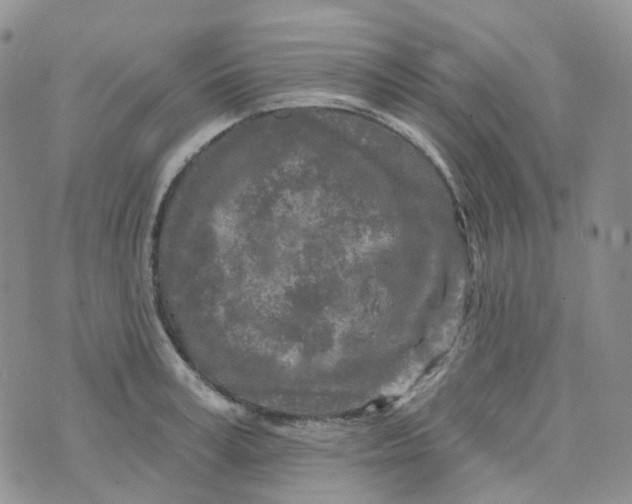 X0000073930995200609011830