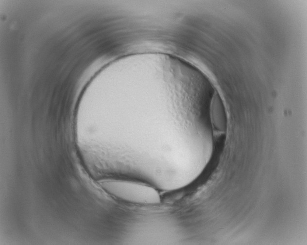 X0000073931008200609011829