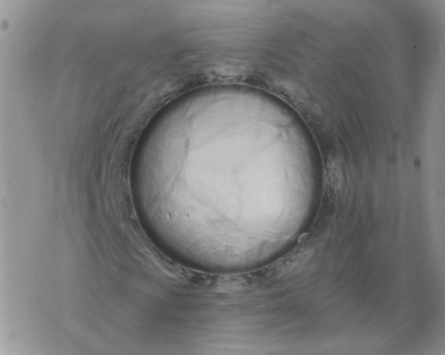 X0000073931009200609011829