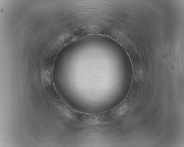 X0000073931010200609011829