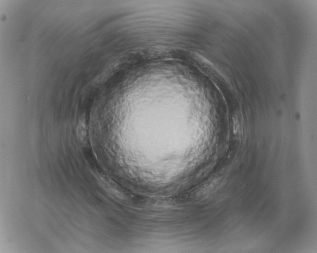 X0000073931011200609011829