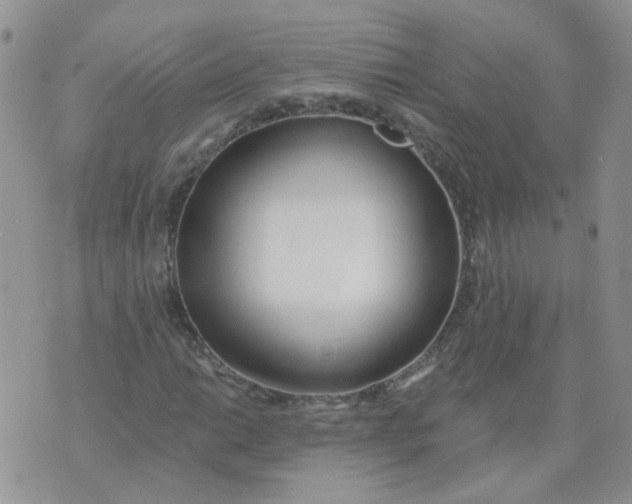 X0000073931014200609011829