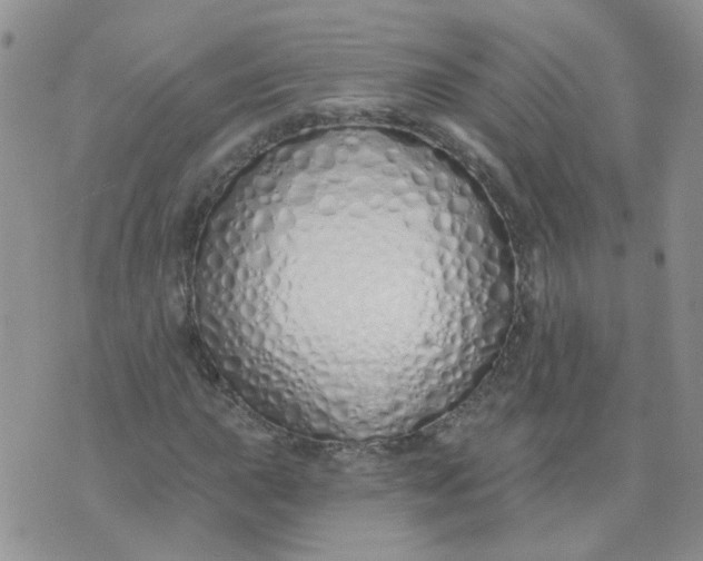 X0000073931015200609011829