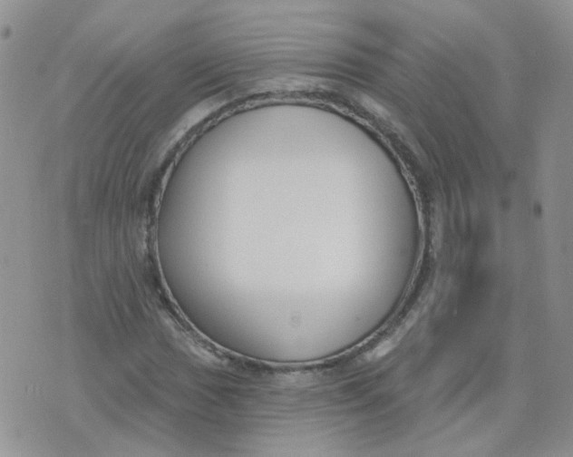 X0000073931017200609011829