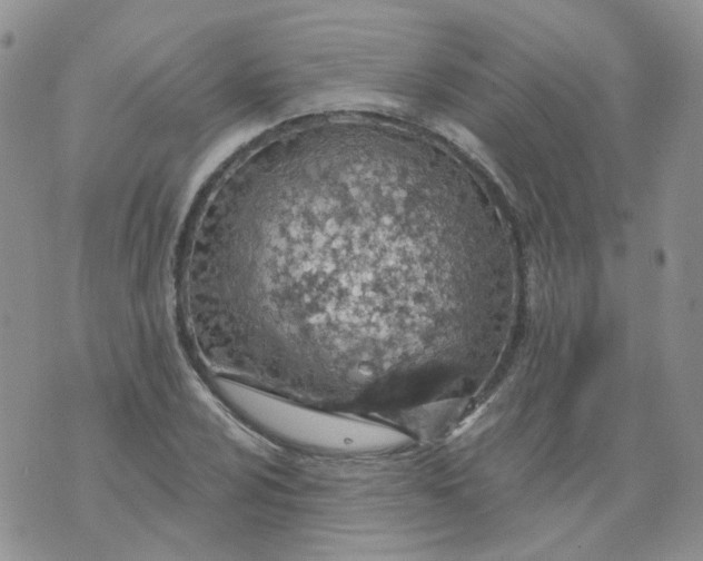 X0000073931024200609011829