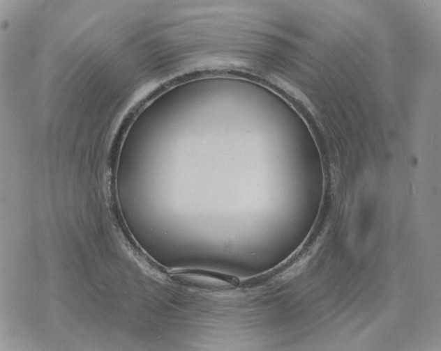 X0000073931029200609011829