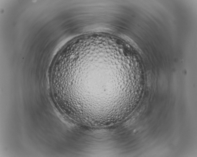 X0000073931031200609011829