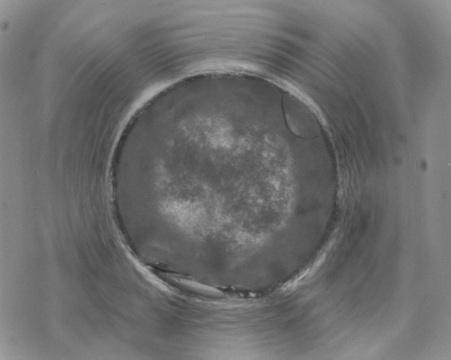 X0000073931037200609011829