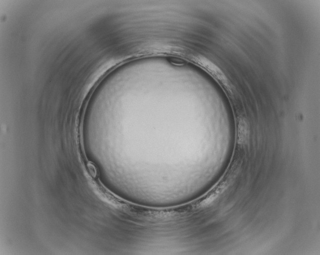 X0000073931039200609011829