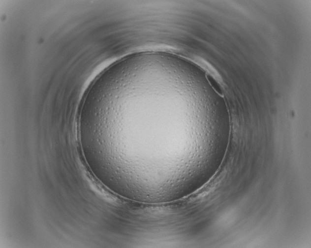 X0000073931044200609011829