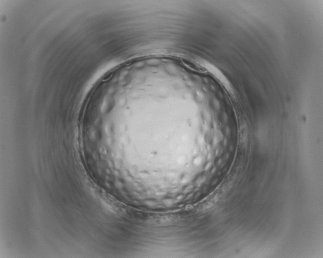 X0000073931051200609011829