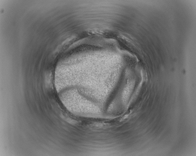 X0000073931060200609011829