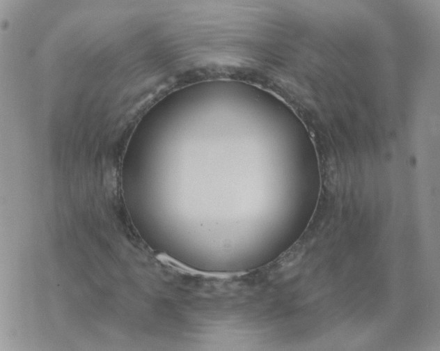 X0000073931061200609011829