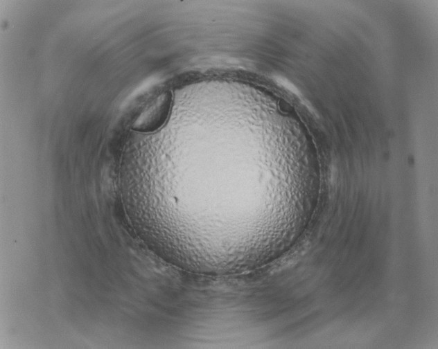 X0000073931063200609011829