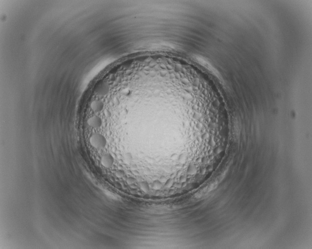 X0000073931071200609011828