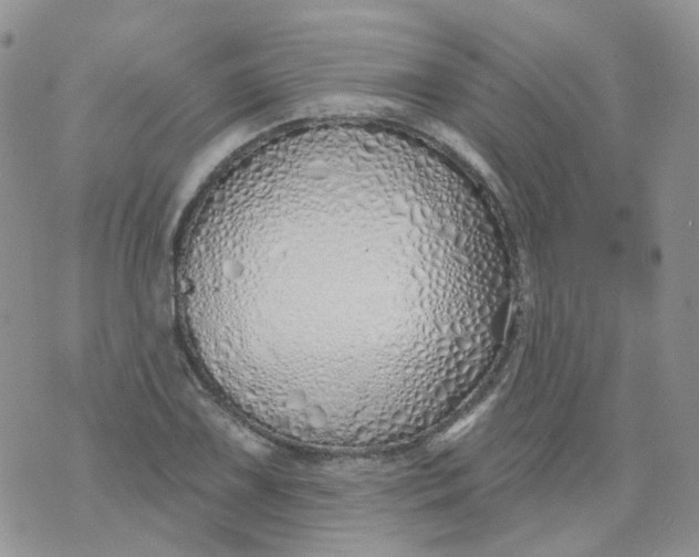 X0000073931075200609011828