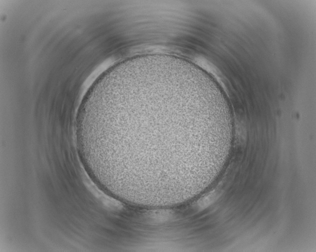 X0000073931090200609011828