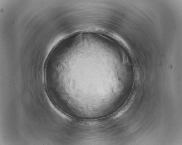 X0000073931095200609011828