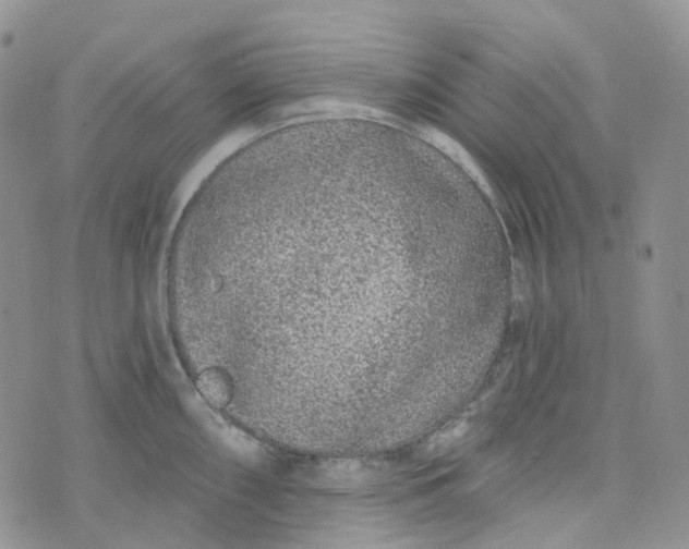 X0000073931098200609011828