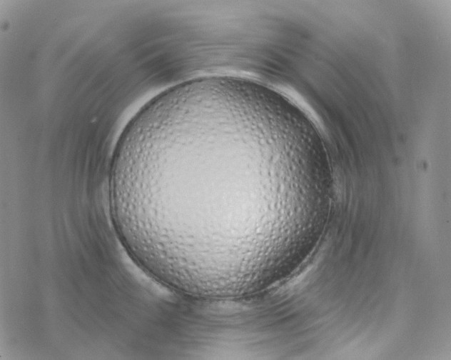 X0000073931100200609011828